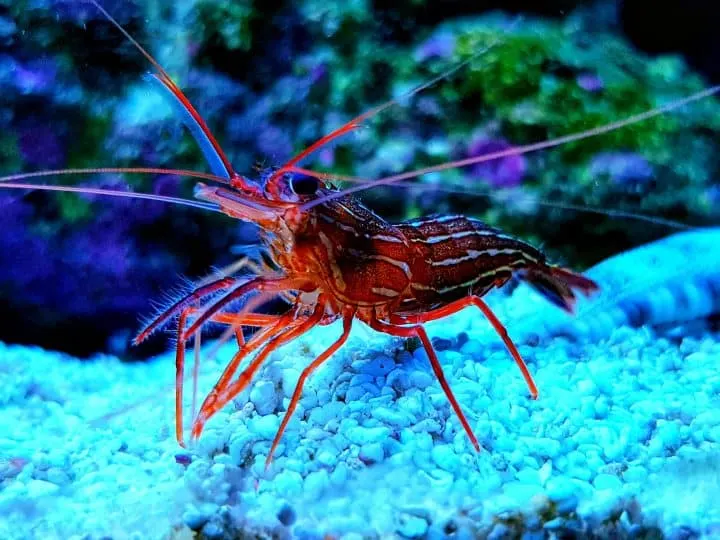 The presented has ability of wild and cultured Monaco shrimp Lysmata seticaudata to control the glass anemone Aiptasia pallida.