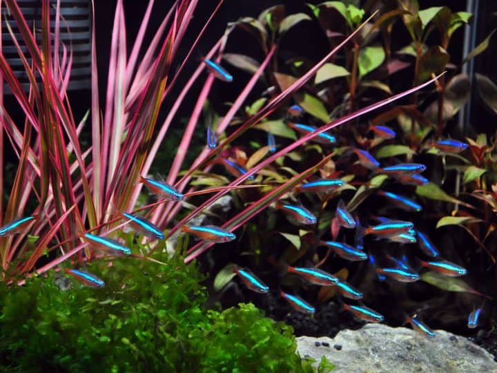 The neon tetra (Paracheirodon innesi) is a freshwater fish of the characin family (family Characidae) of order Characiformes. The type species of its genus, it is native to blackwater or clearwater streams in southeastern Colombia