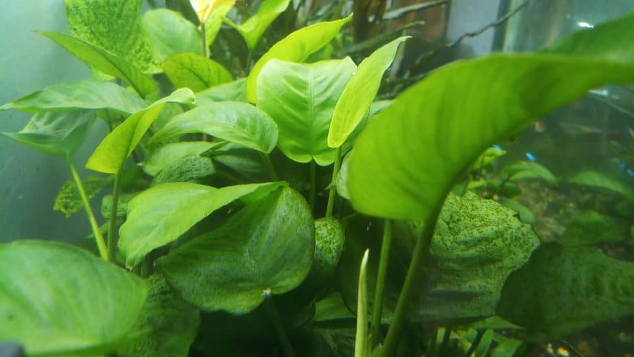 Why Your Aquarium Plants Have Holes and How To Fix It