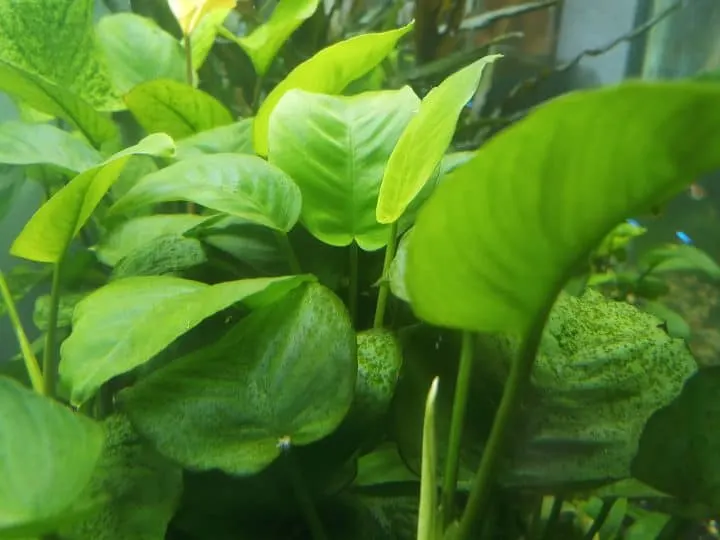broad leaf anubias aquarium plant green leaf