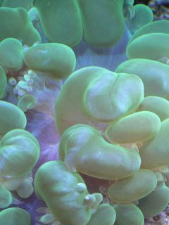 Marine Green Bubble Coral