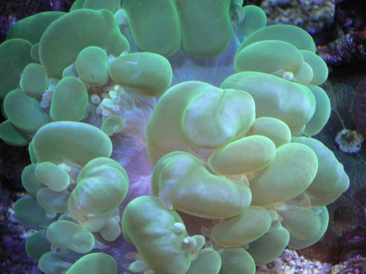 Marine Green Bubble Coral