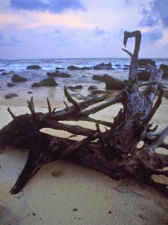Sunset and drift wood on the beach.