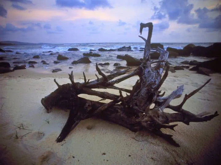 Sunset and drift wood on the beach.