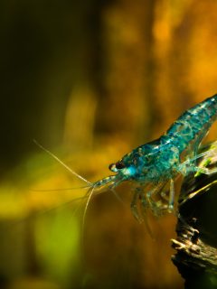 Picture of freshwater aquarium shrimp blue neocaridina on cholla cactus