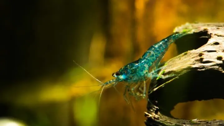 Picture of freshwater aquarium shrimp blue neocaridina on cholla cactus