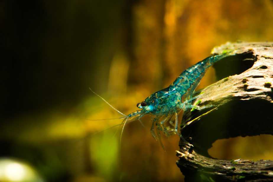 Do Shrimp Eat Fish Poop in Your Freshwater Aquarium?