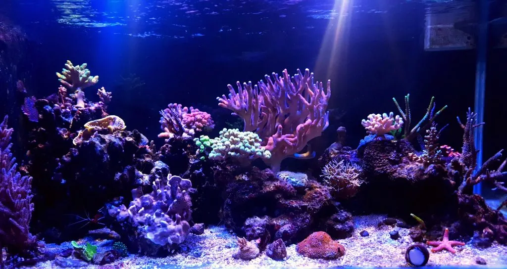 Do Corals Need White Light To Grow in Your Reef Tank?