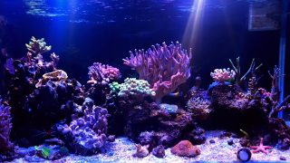Coral reef aquarium tank