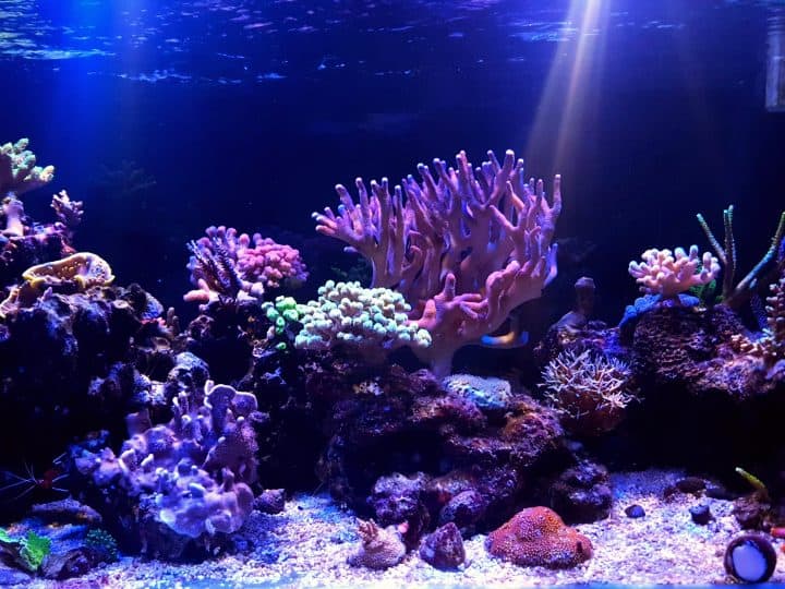 Coral reef aquarium tank