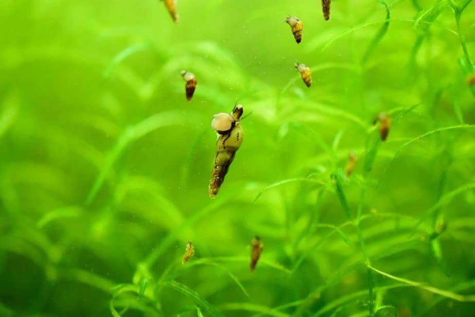 Alum Dip for Aquatic Plants: Full Guide on How To Use It