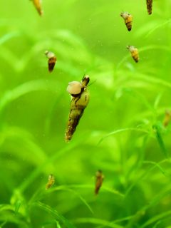 Life in the aquarium is wonderful. Beautiful Fish and Shrimp. Interesting crayfish, plants and mosses. Useful snails and woods ... and more.