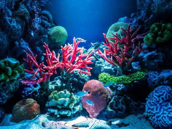 Fish tank with coral and reef