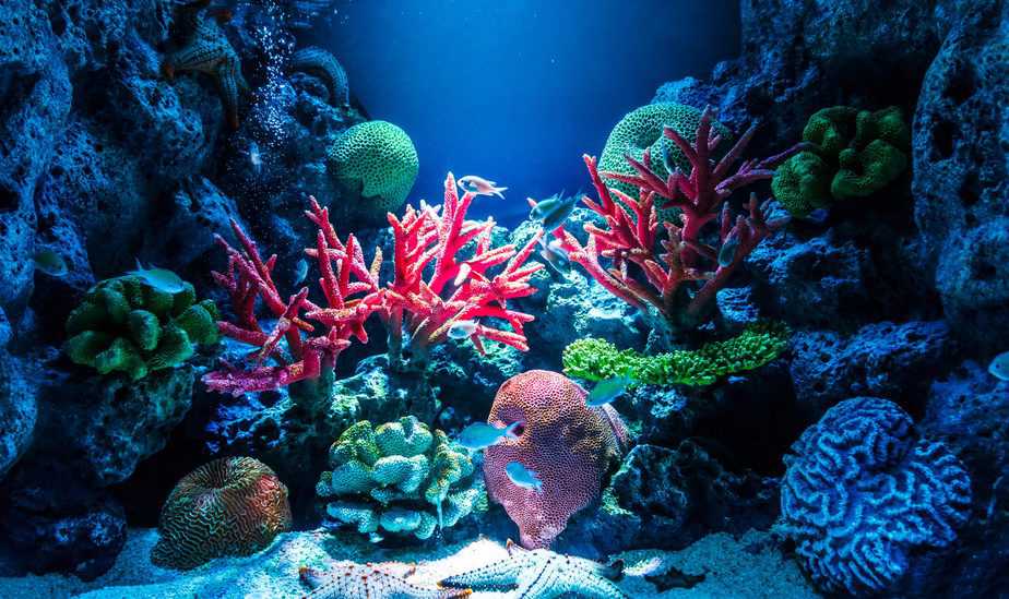 Fish tank with coral and reef
