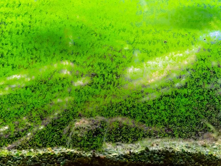 Dirty glass of aquarium. Algae growing on the surface of fish tank. Abstract view of green slimy organism background.