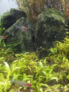 under water landscape in planted aquarium with stone and foreground plant