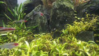 under water landscape in planted aquarium with stone and foreground plant