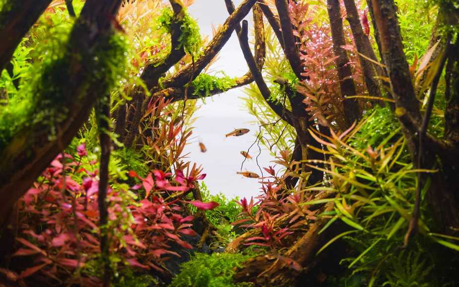 How Long Can Aquarium Plants Live Without Water?