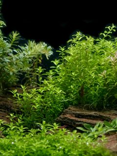 Aquarium plants decoration, aquatic fern and aquarium plant growth in aquarium tank.