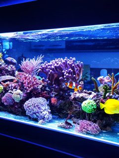 Saltwater coral reef aquarium fish tank at home is one of the most beautiful and expensive hobby in the world
