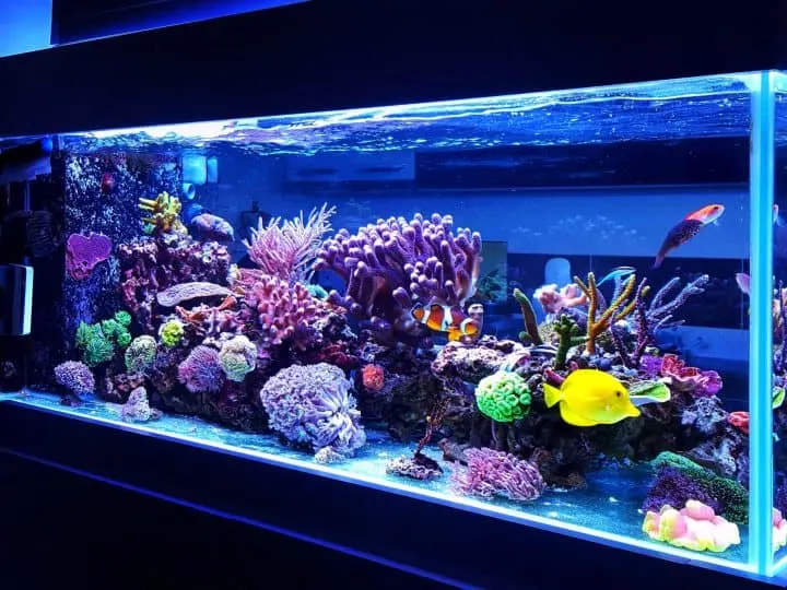 Saltwater coral reef aquarium fish tank at home is one of the most beautiful and expensive hobby in the world