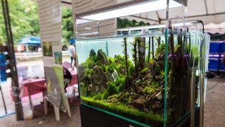 image of forest in nature style aquarium tank with a variety of aquatic plants inside.