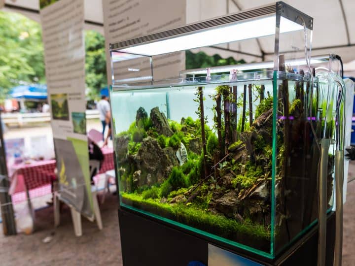 image of forest in nature style aquarium tank with a variety of aquatic plants inside.