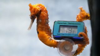 Seahorse in the water with aquarium thermometer