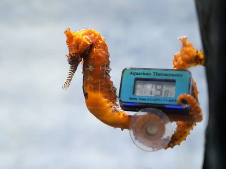 Seahorse in the water with aquarium thermometer