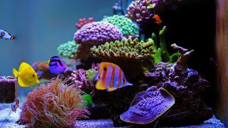 Dream coral reef aquarium saltwater tank - Is one of the most beautiful hobbies in the world