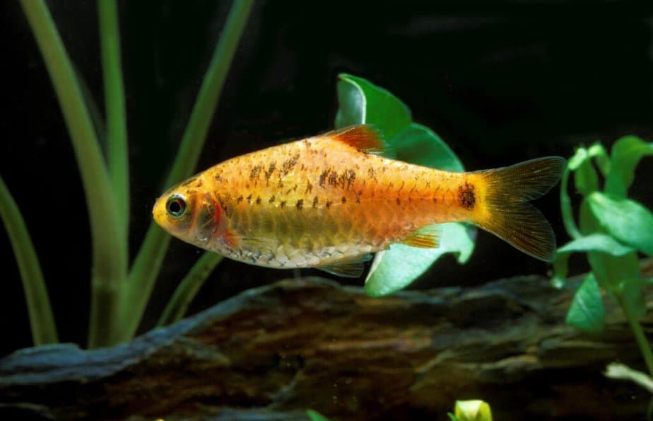 Golden or Chinese barb Fish That Like High Flow