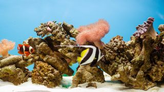 Spectacular aquarium with corals, rocks and fish