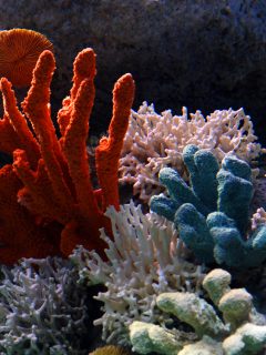 A colorful coral reef with many different types of corals.