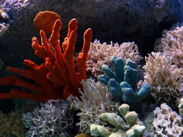 A colorful coral reef with many different types of corals.