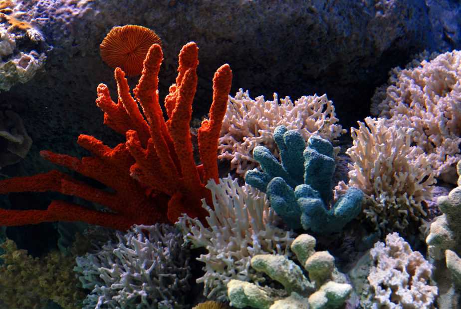 Can You Eat Coral? Is Sea Coral Edible for Humans?