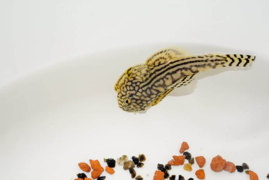 Sewelia Lineolata. Hillstream Loach from asia photographed in a white bole with some pebbles