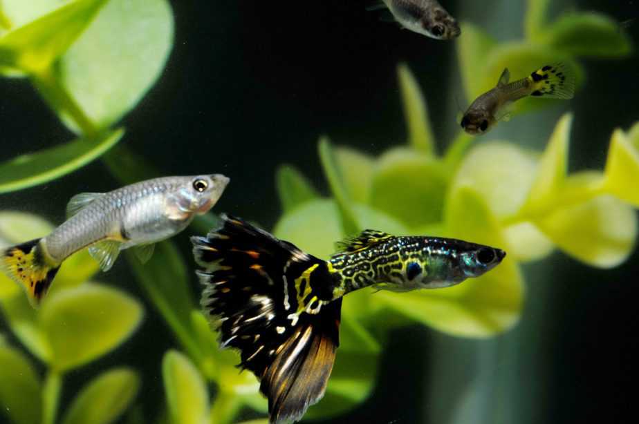 Can Mollies Breed With Guppies to Produce a Hybrid?
