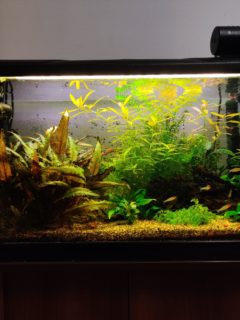 80 cm planted aquarium with plants and fish