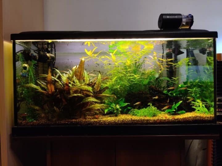 80 cm planted aquarium with plants and fish