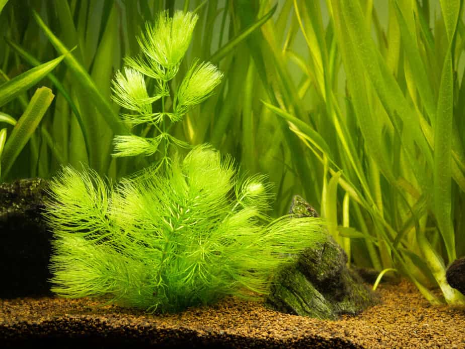 Hornwort plant Ceratophyllum demersum on a fish tank