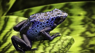 Blue poison dart frog Dendrobates Azureus. A beautiful tropical and poisonous amazon rain forest animal