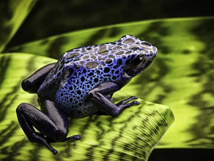 Blue poison dart frog Dendrobates Azureus. A beautiful tropical and poisonous amazon rain forest animal