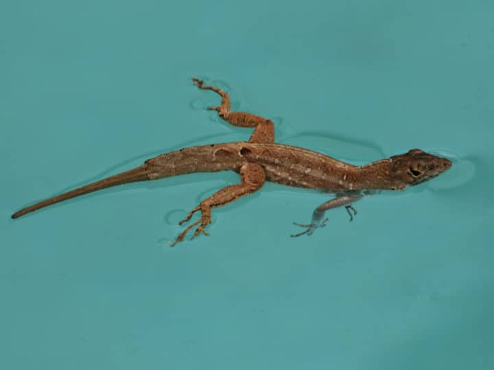 Brown Anole lizard happily swimming along in a pool in Florida.
