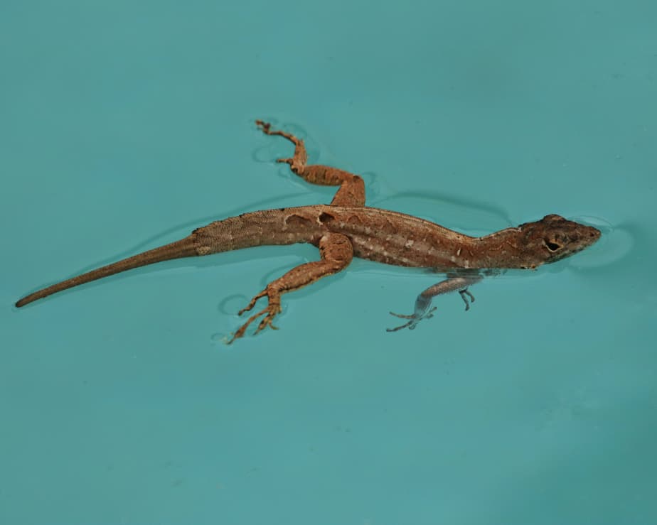 Brown Anole lizard happily swimming along in a pool in Florida.