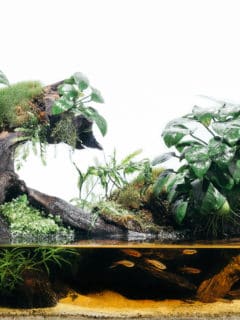 Tropical rain forest paludarium with moss for rainforest animals
