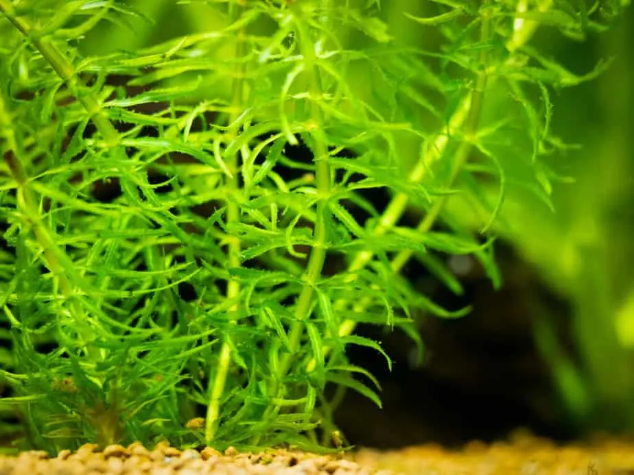 Selective focus of Elodea canadensis American waterweed or Canadian waterweed or pondweed on a fish tank
