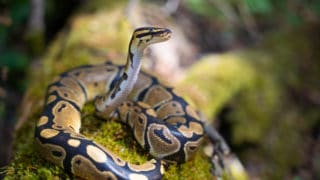 A young royal python lies on the green grass. He lifted his head up and looks majestically into the distance. Cold-blooded reptiles. Close-up, blurred background.