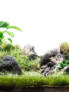 Tropical rain forest terrarium or paludarium with moss for rainforest animals