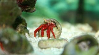 Hermit Crab in a Coral Reef Tank Focus is on the crab. Soft blur on everything else