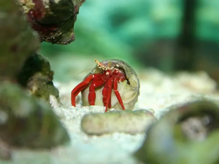 Hermit Crab in a Coral Reef Tank Focus is on the crab. Soft blur on everything else